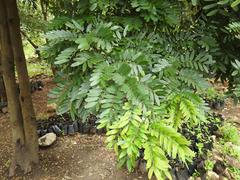 Senna siamea