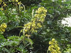 Senna siamea