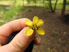 Senna siamea