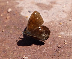 Lymanopoda ferruginosa