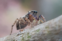 Heliophanus lesserti