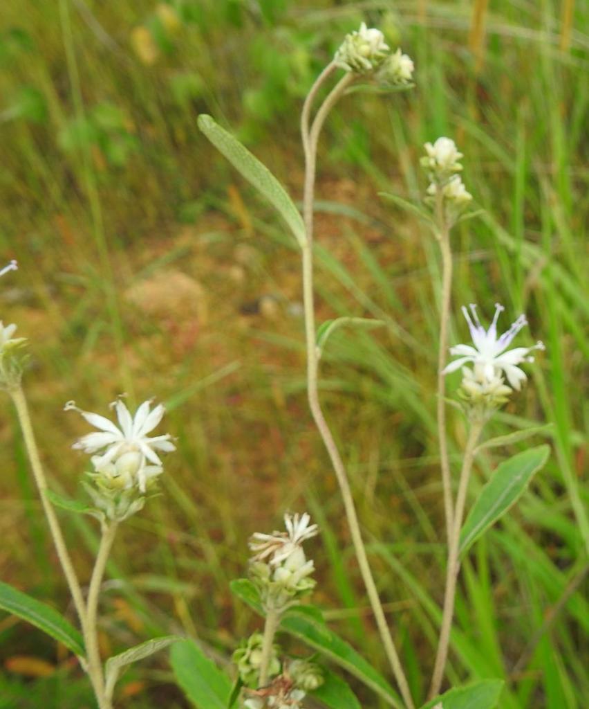 Lampropappus
