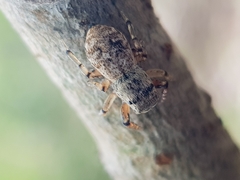 Heliophanus lesserti