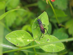 Macrophya annulata