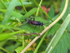 Macrophya annulata