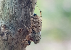 Heliophanus lesserti