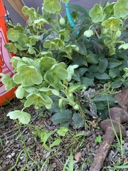 Helleborus viridis