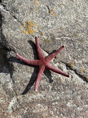 Henricia leviuscula