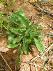 Ipomoea coptica