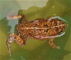 Sclerophrys pusilla