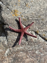 Henricia leviuscula