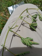 Ipomoea coptica