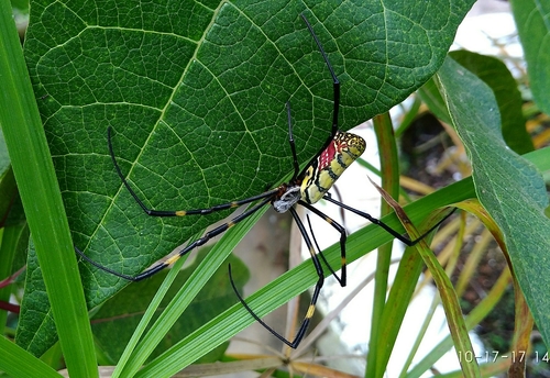 Joro spider