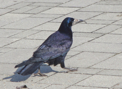 Corvus frugilegus