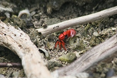 Paraleptuca crassipes