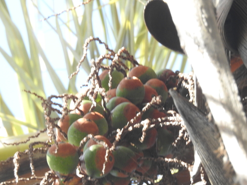 Parajubaea torallyi, photograph 4