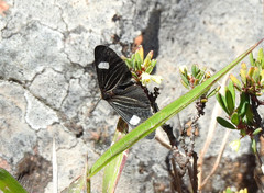 Melanchroia aterea