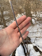 Acer negundo violaceum