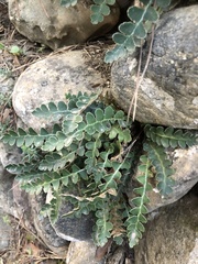 Asplenium ceterach image
