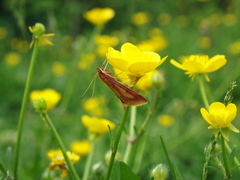 Ostrinia palustralis