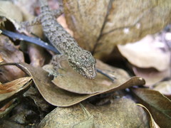 Hemidactylus palaichthus