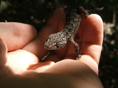 Hemidactylus palaichthus