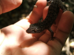 Hemidactylus palaichthus