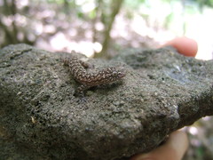 Hemidactylus palaichthus