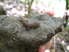 Hemidactylus palaichthus