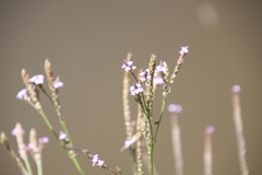 Verbena gracilescens