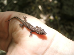 Hemidactylus palaichthus