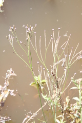 Verbena gracilescens