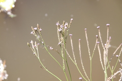 Verbena gracilescens