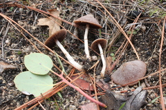 Psathyrella subpurpurea