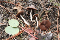 Psathyrella subpurpurea