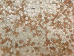 Psathyrella subpurpurea