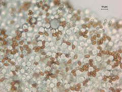 Psathyrella subpurpurea