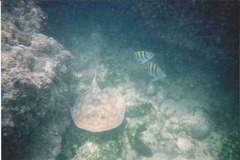 Urobatis concentricus