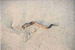 Gymnothorax equatorialis