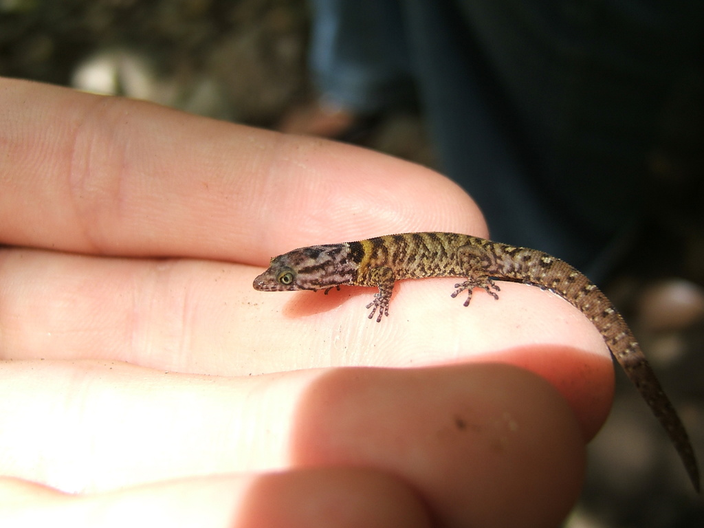 Little-Scaled Least Gecko