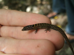 Sphaerodactylus microlepis