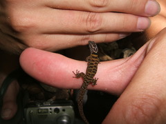 Sphaerodactylus microlepis