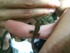 Sphaerodactylus microlepis