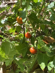 Solanum capsicoides image