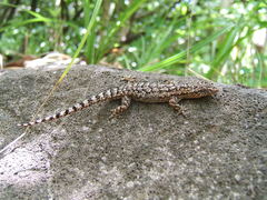 Hemidactylus palaichthus