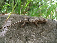 Hemidactylus palaichthus