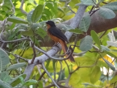 Cossypha albicapillus