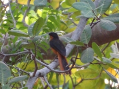 Cossypha albicapillus