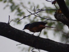 Cossypha albicapillus