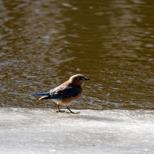 Eastern Bluebird photographed in Michigan